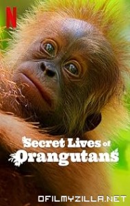 Secret Lives of Orangutans (2024) poster
